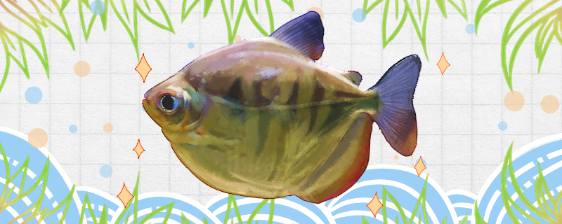 Is red-winged pomfret easy to raise? How to raise it?