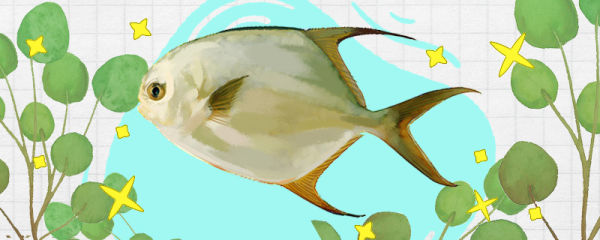 金鲳鱼和平鱼一样吗，有什么区别