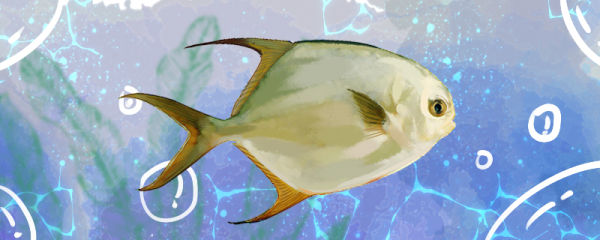 金鲳鱼是海鱼吗，生活在哪里