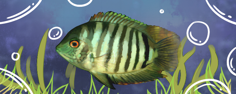 Is black pineapple fish easy to raise? How to raise it?