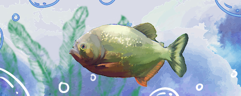 Is the red-bellied piranha easy to raise? How to raise it?