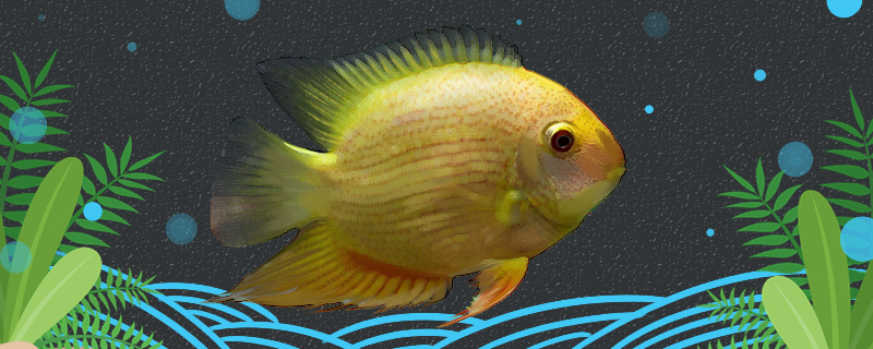 Spray some red pineapple fish. Is it easy to raise? How to raise it?
