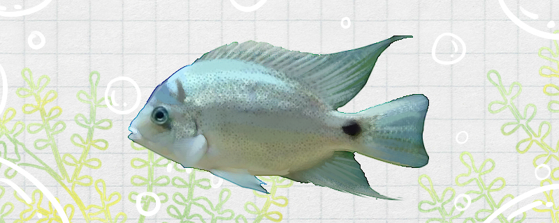 银翡翠鱼好养吗，怎么养