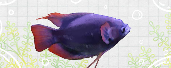 紫红战船鱼好养吗，怎么养