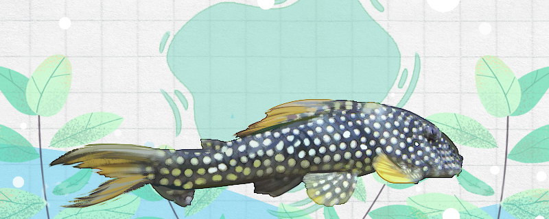 黄金达摩异型鱼好养吗，怎么养