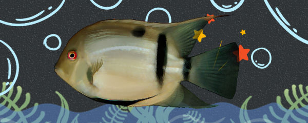 黄金二线黑云鱼好养吗,怎么养