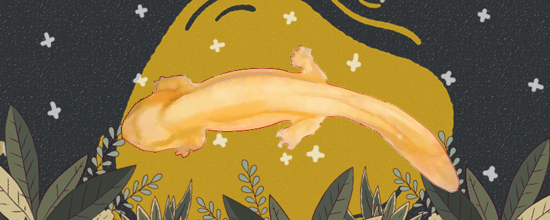 Is the golden giant salamander easy to raise? How to raise it?