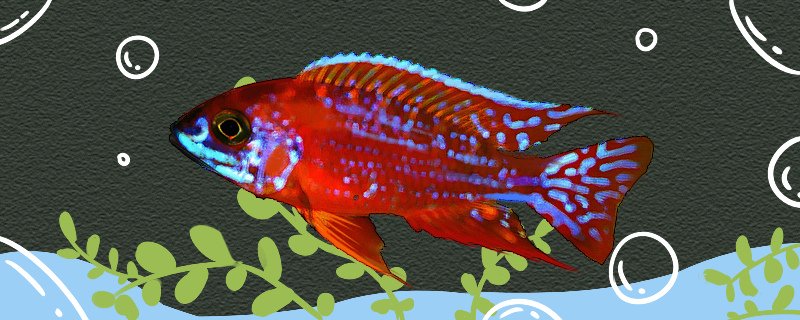 Is the Firebird cichlid easy to raise? How to raise it?