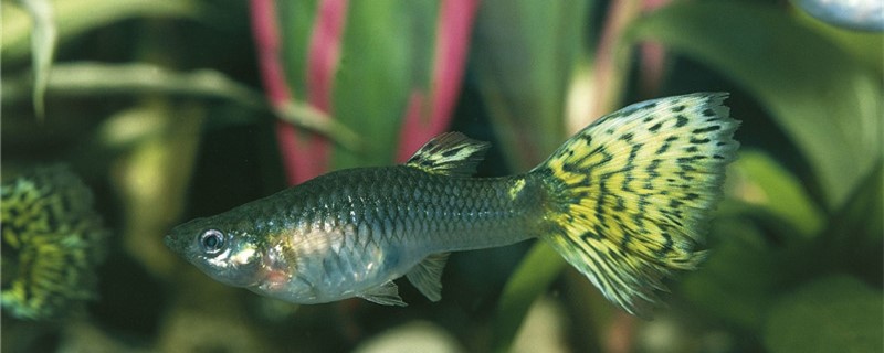 Why does the guppy have a rotten tail? What does the rotten tail show?