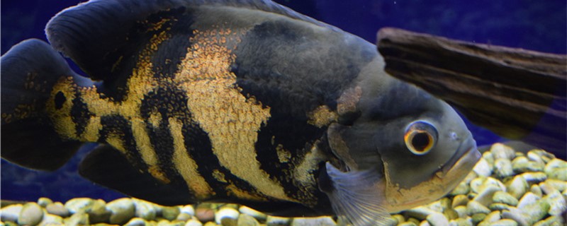 What reason is map fish does not eat grain fish food, how to handle?
