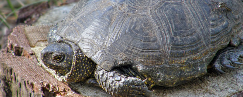 Can freshwater turtles stay in the water all the time? How to change the water for freshwater turtles?