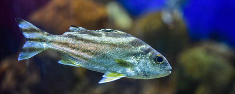 魚の酸素不足は酸素を打ってどのくらい回復するのか、魚はなぜ酸素不足になるのか