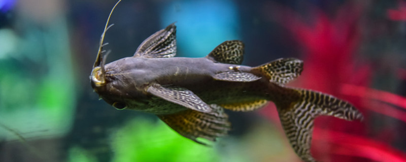 How does fish tail deformity return a responsibility? How did fish tail get hurt to do?