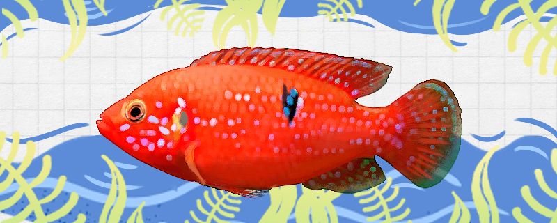 Is the red diamond fish easy to raise? How to raise it?