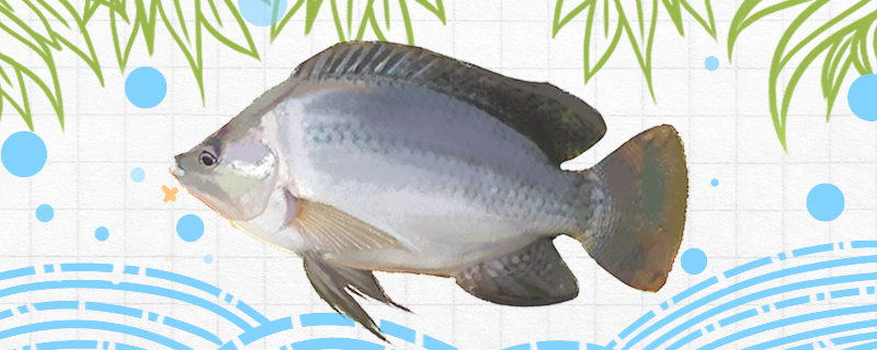 Is tilapia the same as Fushou fish? What's the difference?