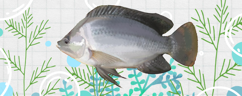 ティラピアは海魚なのか川魚なのか、養殖は可能なのか