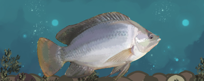 Is tilapia a marine fish? Can it live in fresh water?