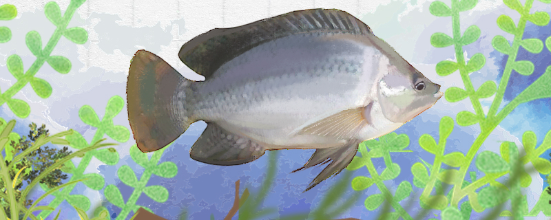 ティラピアはどんな魚で、どこで育つのか