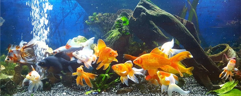 How to install the fish tank oxygenator? What are the benefits of oxygenation