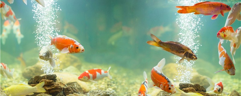 What good method does fish pond anoxia have? What reason is fish pond anoxia caused?