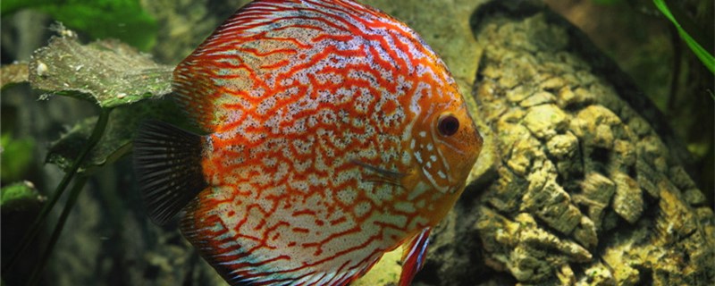 Is the colorful angelfish a freshwater fish? Can it live in the sea?