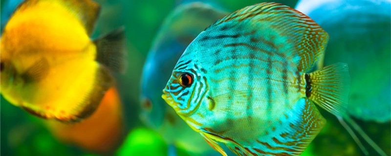 What light does the colorful angelfish use? How long does it take to turn on the light?