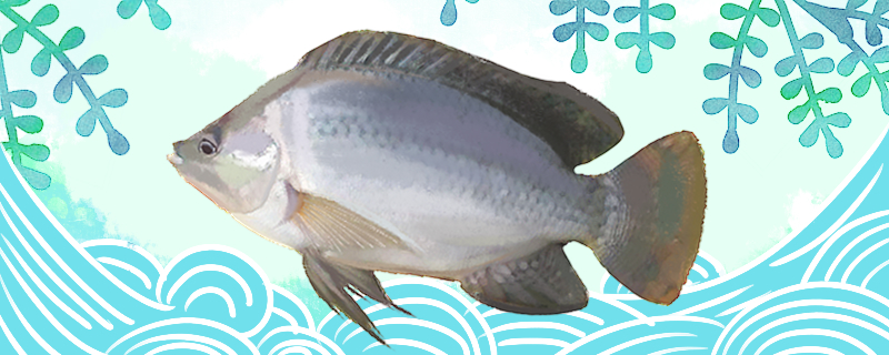 Does the tilapia have a fish bubble and a fishing line?