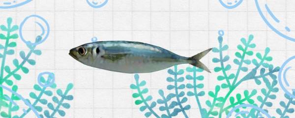 巴浪鱼是海鱼还是淡水鱼，生长在哪里