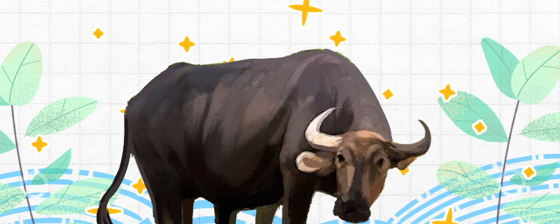 水牛是什么动物，是生活在水里吗