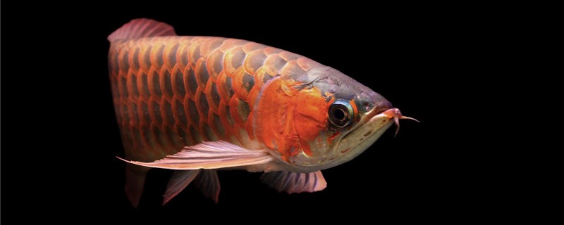 What reason is arowana eats bite to spit? How to handle?