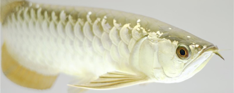 Does arowana eat small fish? Can it be raised with small fish?