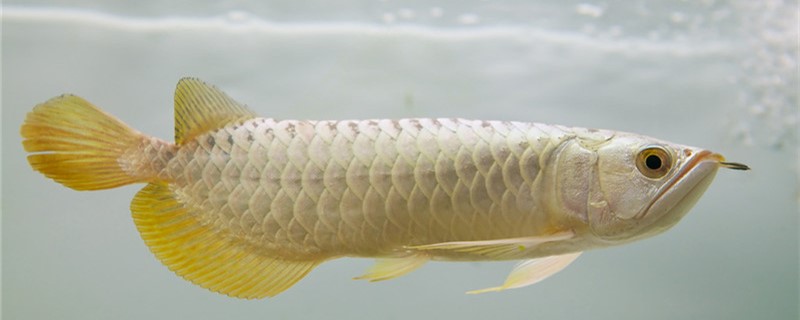 Can the blindfold arowana heal itself? How many days can it be better?
