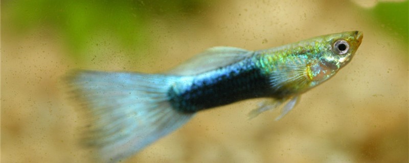 How does the guppy rub against the bottom of the tank? How to solve it?