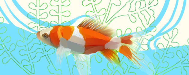 Precursor of grass goldfish breeding and precautions for grass goldfish breeding