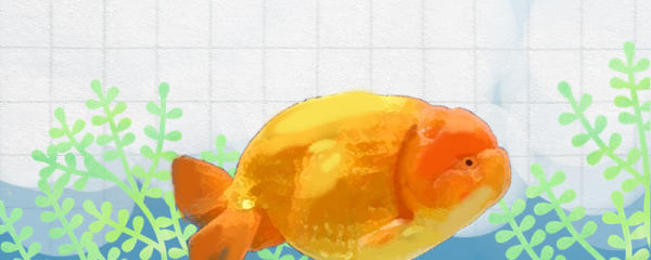 兰寿金鱼腹水症状 治疗方法 鱼百科