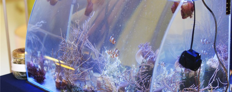 鱼缸为什么起黄褐斑，如何预防爆藻
