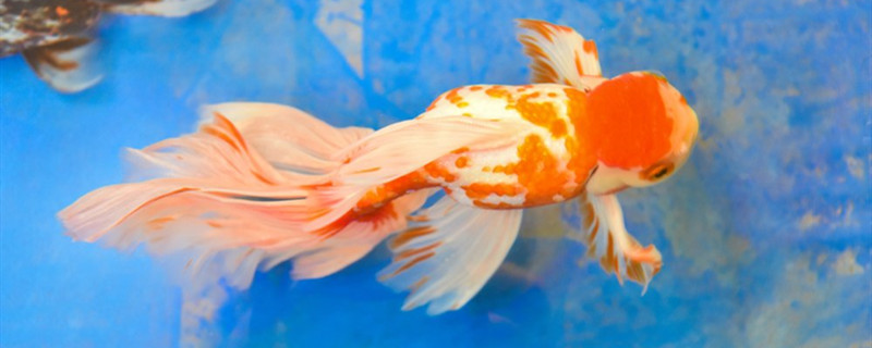 Can ornamental fish freeze to death in winter? What ornamental fish is not easy to freeze to death?