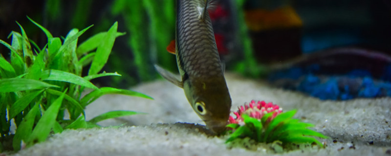 What is the rust-like thing on the inner wall of the fish tank? How to clean the brown algae?