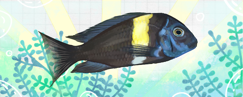 Is the blue-faced butterfly fish easy to raise? How to raise it?