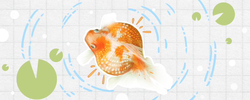 How does goldfish raise ability to live long? How to raise won't fall ill?