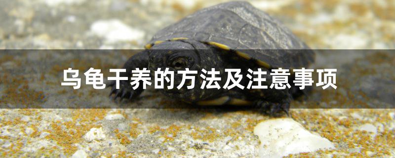乌龟干养的方法及注意事项有哪些