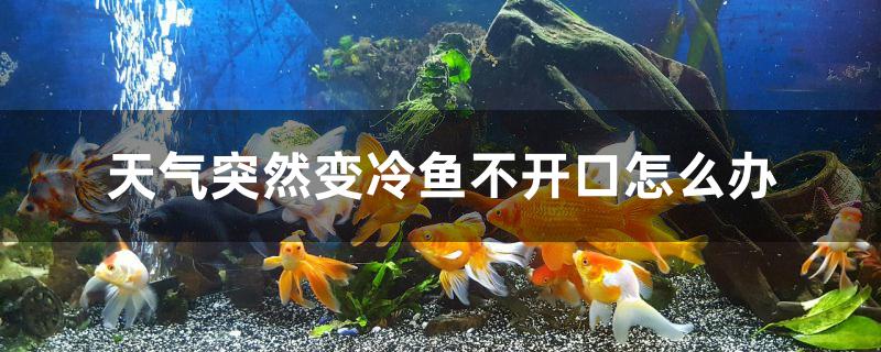 天氣突然變冷魚(yú)不開(kāi)口怎么辦 白子銀版魚(yú)