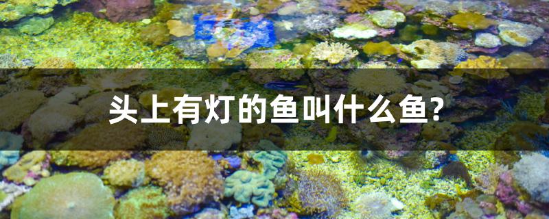 头上有灯的鱼叫什么鱼?