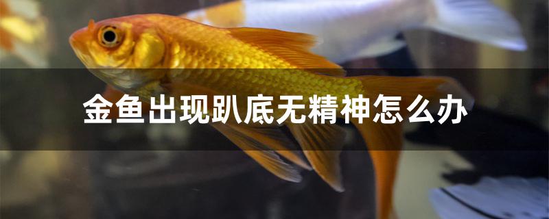 金魚出現(xiàn)趴底無精神怎么辦 藍底過背金龍魚