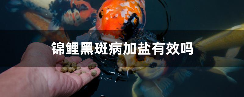 錦鯉黑斑病加鹽有效嗎 野生埃及神仙魚