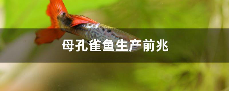 母孔雀魚生產(chǎn)前兆有哪些