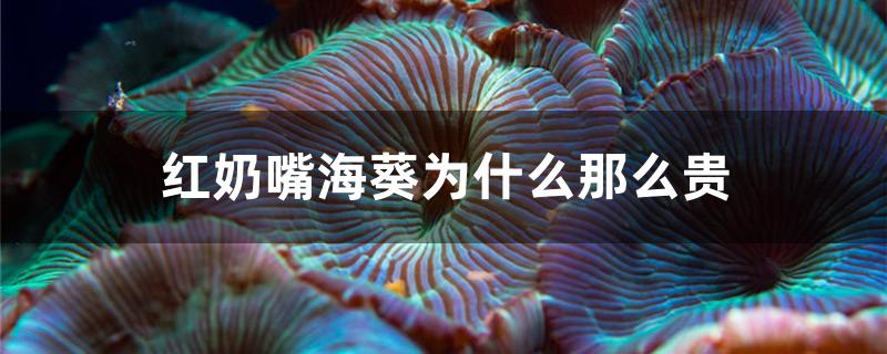 红奶嘴海葵为什么那么贵 白子关刀鱼苗