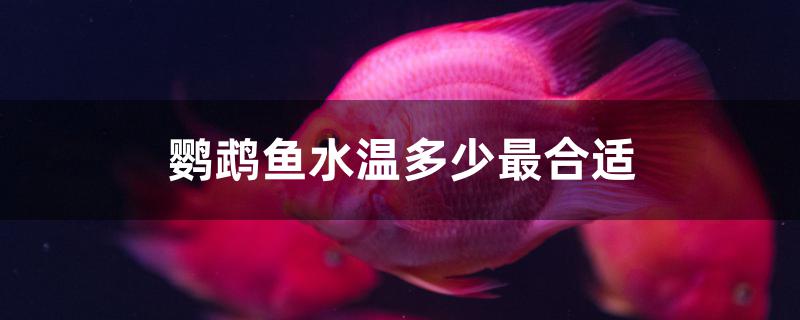 鸚鵡魚水溫多少最合適