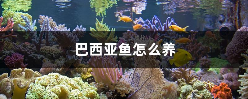 巴西亚鱼怎么养 水温计