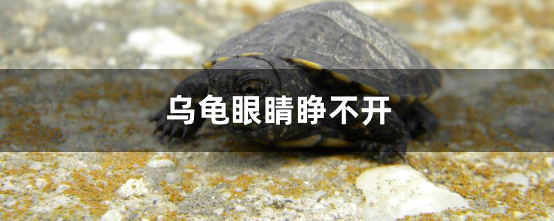 烏龜眼睛睜不開(kāi)怎么回事 夢(mèng)幻雷龍魚